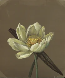 Nelumbo Große Gelbe